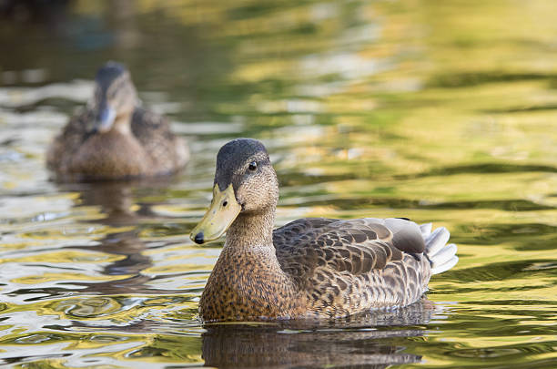 samice mallard - jezero stojatá voda fotky - stock snímky, obrázky a fotky