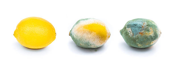 cytryny - rotting food mold fruit zdjęcia i obrazy z banku zdjęć