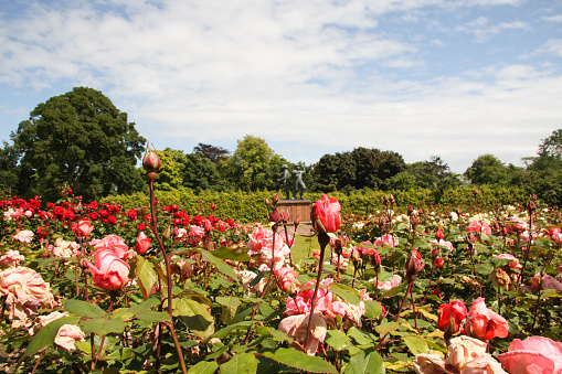 Rose garden with Piper Alpha memorial