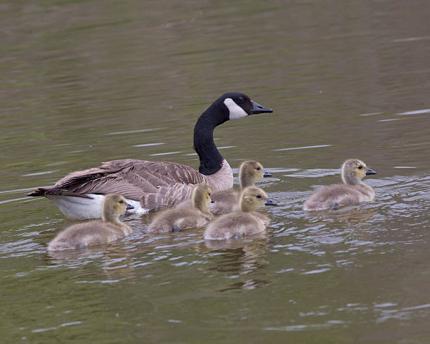 istock Canada Goose lead their young goslings 510804774