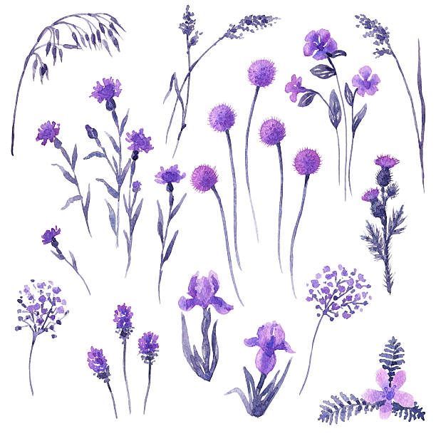 ein satz von lila wildblumen. - purple thistle stock-grafiken, -clipart, -cartoons und -symbole