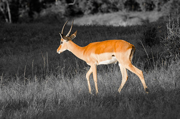 istock Thomson's Gazelle in Masai Mara, Kenya 510805412