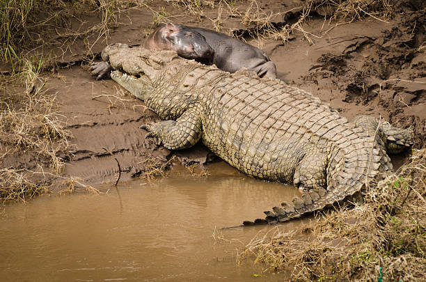 istock Crocodile takes on Baby Hippo in Mara River 510805532