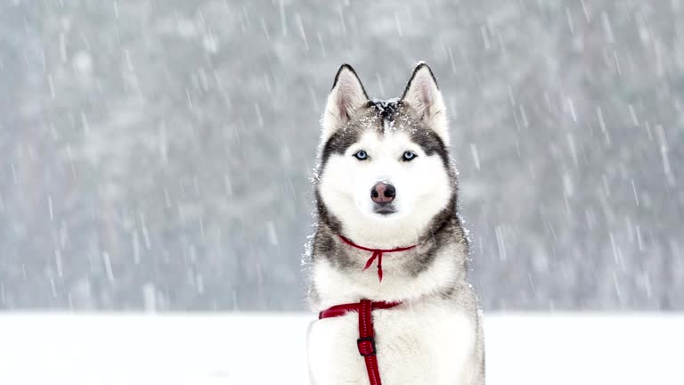 Siberian Husky saunters in the winter during a snowfall.