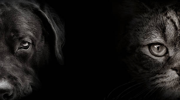 focinheira negro cão labrador e gato escocês - dog black labrador retriever animal nose imagens e fotografias de stock