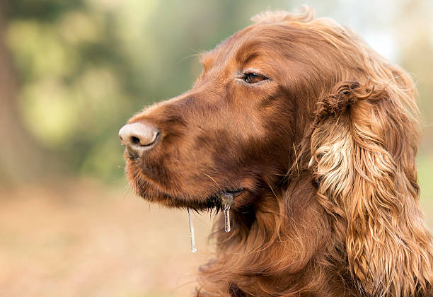 Drooling sleepy dog Drooling sleepy Irish Setter dog portrait spit stock pictures, royalty-free photos & images