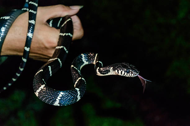 Mangrove snake in Bali