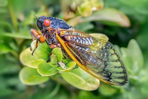 Macro photo of a periodical cicada (Magicicada septendecim (Linnaeus), also known as the 17-year cicada or locust.
