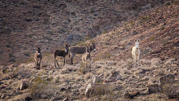 istock Wild  Burros on a Hillside in The Mojave Desert 510847626