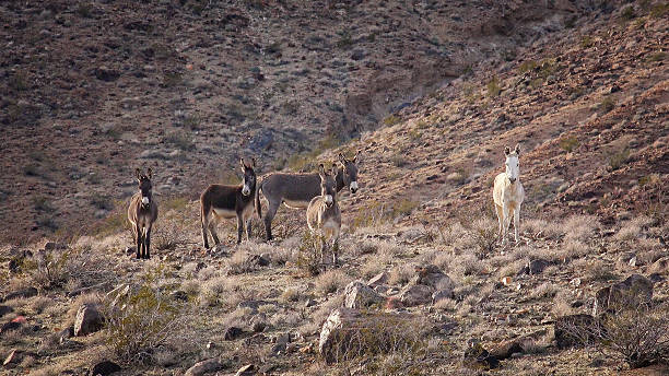 Wild  Burros on a Hillside in The Mojave Desert Wild burros roam the Mojave Desert near Trona, California donkey animal themes desert landscape stock pictures, royalty-free photos & images