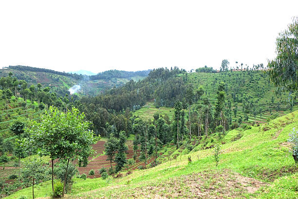istock Rwanda: the countryside between Mukamira and Gitarama 510848680