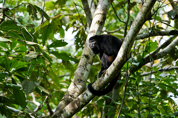 istock Wild Howler Monkey in Central America 510849184