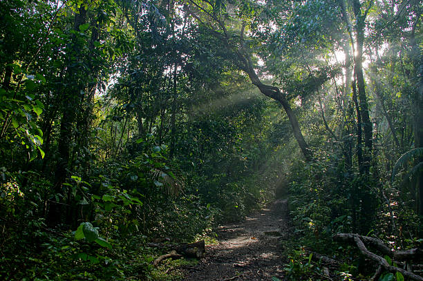 istock Pipeline Road in the Central American Jungle 510849272