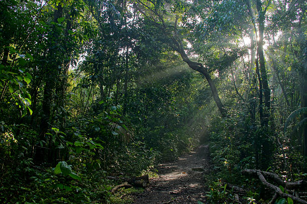 Pipeline Road in the Central American Jungle The trail along Pipeline Road in the Soberania National Park oustide of Gamboa, Panama.  The sun breaks through the canopy in the background creating a beams of sunlight raining down to the jungle floor. soberania national park stock pictures, royalty-free photos & images