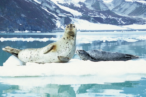 a Harbor Seal mother and pup rest on an iceberg in Glacier Bay, Alaska