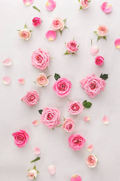 istock Roses and petals background 510850306