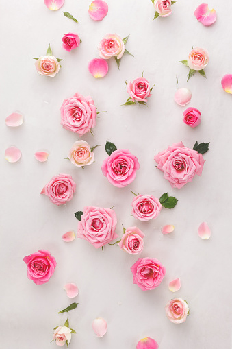  Roses and petals scattered on white background, overhead view