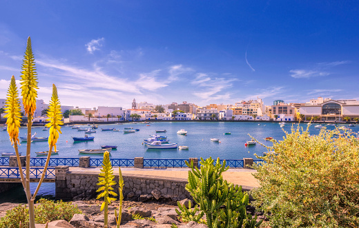 Blooming Aloe Vera and plants at the new harbour aerea of Charco de San Gines in Arrecife (Lanzarote) 