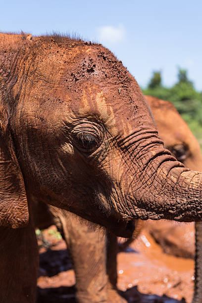 istock Baby elephant close up 510850784