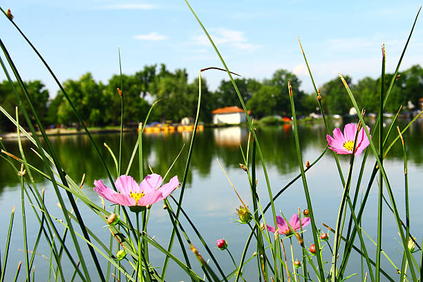 Reflections of old cottonwood trees line the edge of Washington Park's Smith Lake,with wild flowers in the foreground. Washington Park park was made in 1899 as a \