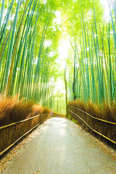 Bamboo Tree Forest Sun Light Beams Empty Road Empty road lined by hay fence runs through tall bamboo tree forest with sun light god rays peaking through in Arashiyama Bamboo Grove in Kyoto, Japan bamboo twist stock pictures, royalty-free photos & images