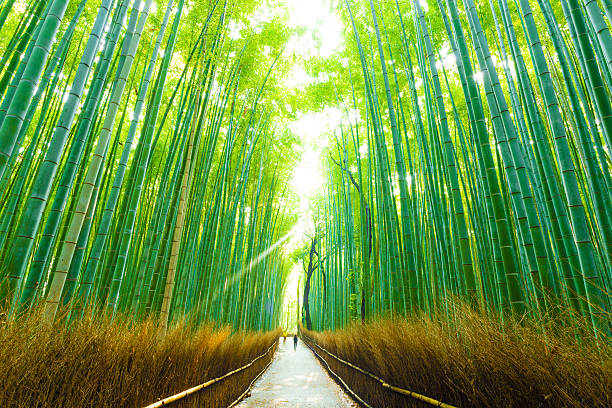 istock Morning Arashiyama Bamboo Forest People Walking 510851984