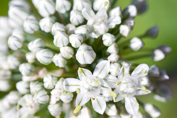 istock Onion ball of blossoms 510852041