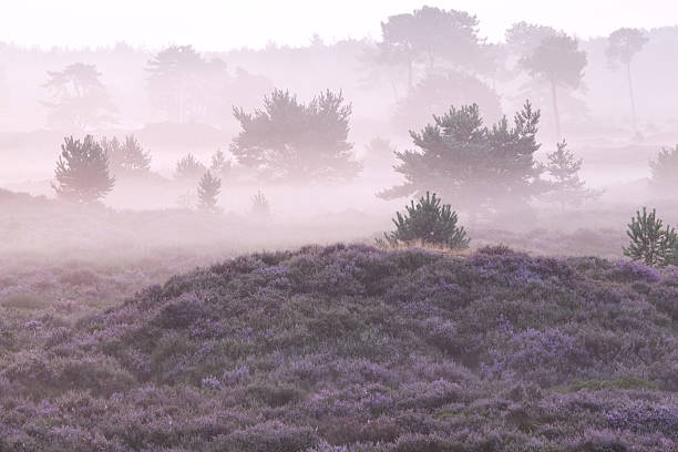 istock misty morning over hills with heather 510852083