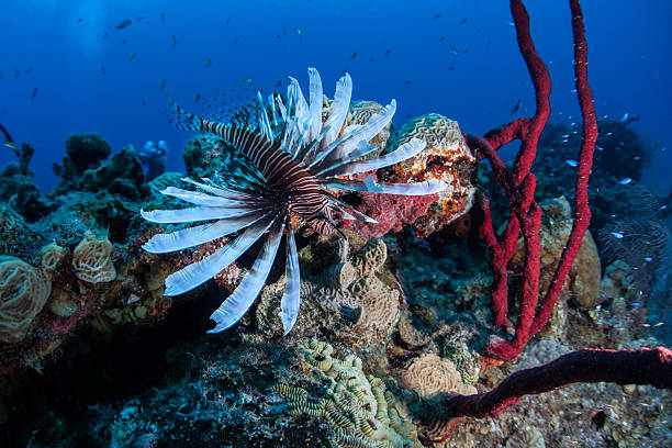 istock Lionfish in Caribbean 510852110