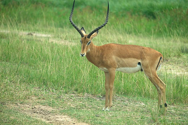 istock Rwanda: Antelope in Akagera National park 510853650