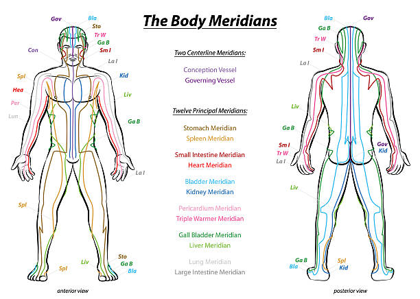 illustrazioni stock, clip art, cartoni animati e icone di tendenza di meridian sistema descrizione del corpo grafico uomo - acupuncture shiatsu reflexology meridians