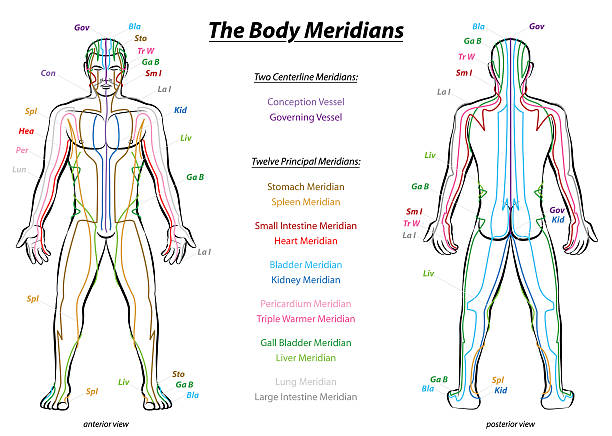 Meridian System Description Chart Male Body Meridian System Chart - Male body with principal and centerline acupuncture meridians - anterior and posterior view - Traditional Chinese Medicine - Isolated vector illustration on white background. qi gong stock illustrations