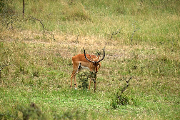 istock Rwanda: Antelope in Akagera National park 510853676