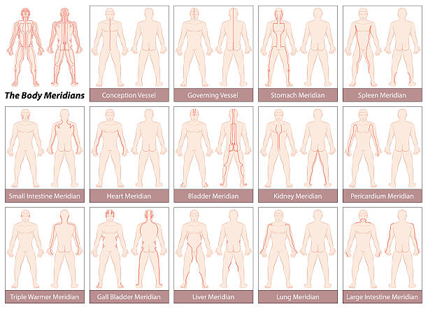 Body Meridians Chart Body meridians - Chart with main acupuncture meridians, anterior and posterior view. Isolated vector illustration on white background. qi gong stock illustrations