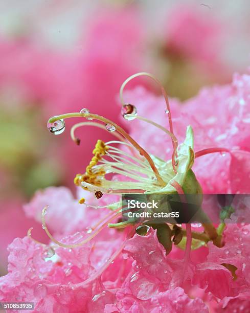 Crepe Or Crape Myrtle Flower Macro With Water Drops Stock Photo - Download Image Now