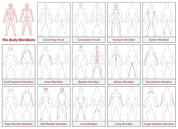 illustrazioni stock, clip art, cartoni animati e icone di tendenza di meridiani del corpo disegno schematico diagramma di flusso direzione - acupuncture shiatsu reflexology meridians