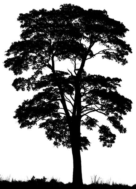 schwarze silhouette von norway maple tree (acer platanoides) - norway maple stock-fotos und bilder