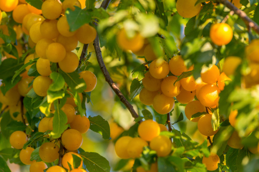 Mirabelle plum (Prunus domestica subsp. syriaca) and branches close-up. The exact variety is hard to tell.. this one likes to hybridize with other Plums such as Prunus cerasifera and Prunus domestica subsp. insititia). This particular (wild) shrub was photographed in Jena, Germany and has yellow, sweet fruits.