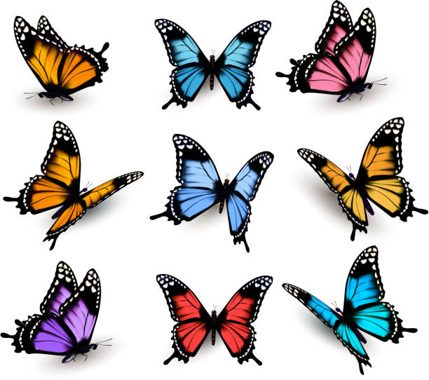 istock Big collection of colorful butterflies. Vector 510854854