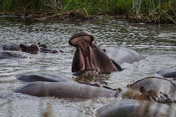 istock Large hippo roaring in the water 510854988