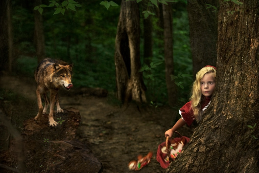 A wolf licking its lips stares at a young blond girl in Red Riding Hood attire rushing to hide behind a tree in the woods at dusk