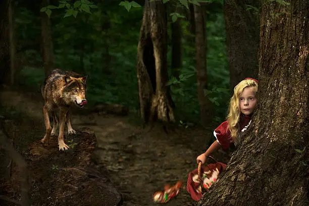 A wolf licking its lips stares at a young blond girl in Red Riding Hood attire rushing to hide behind a tree in the woods at dusk
