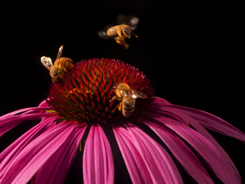 Close up image of three golden honeybees on a pink Echinacea Flower with vibrant colors against a black background.