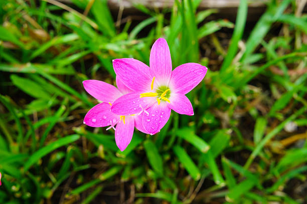 Pink lily rain lily flower Pink zephyranthes lily flower rain lily flower nymphaea candida stock pictures, royalty-free photos & images