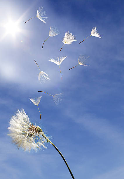 フライングたんぽぽ種子、青色背景 - clear sky flower part flower macro ストックフォトと画像