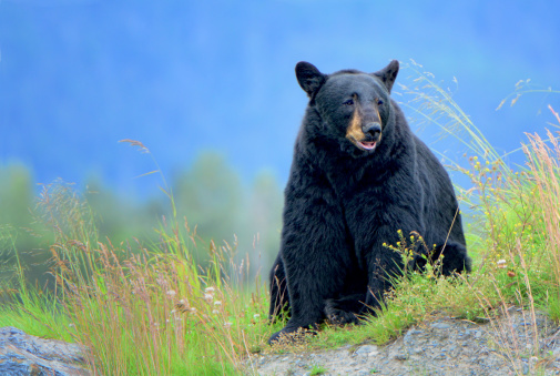 The American black bear (Ursus americanus) is a medium-sized bear native to North America and found in Yellowstone National Park. A male bear.