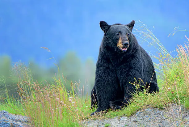 Photo of Black Bear Sitting