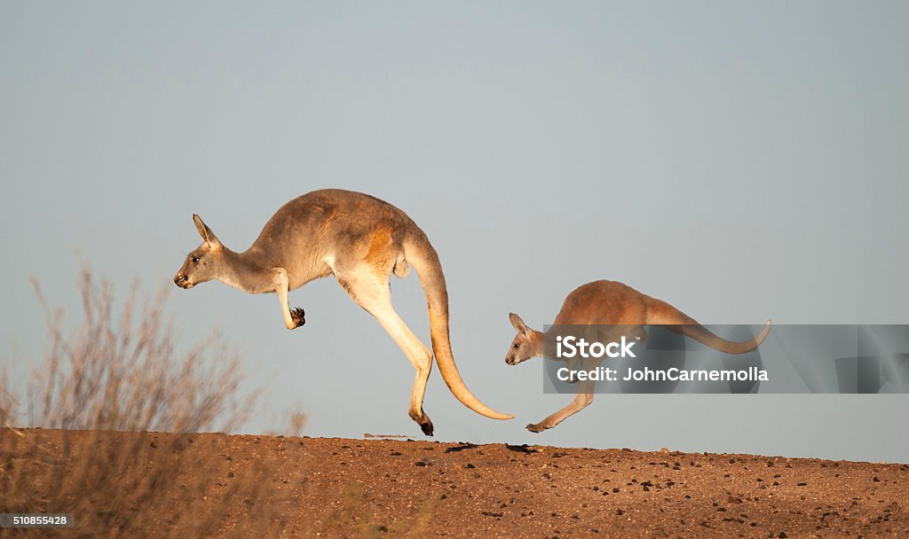 Kangourous dans le Parc National de Sturt - Photo de Kangourou libre de droits
