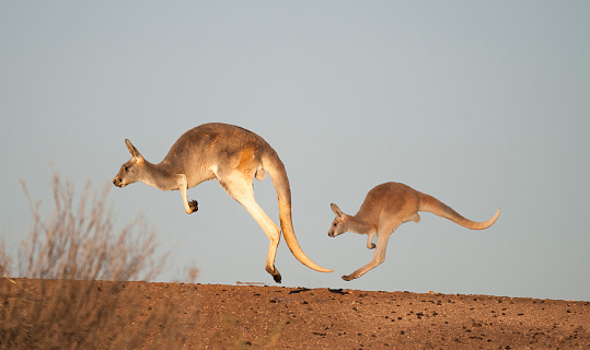 kangaroos in Sturt National Park,New South Wales, Australia