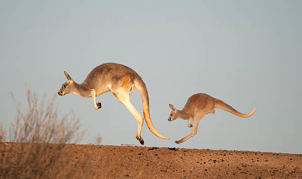 kangaroos in Sturt National Park kangaroos in Sturt National Park,New South Wales, Australia red kangaroo stock pictures, royalty-free photos & images